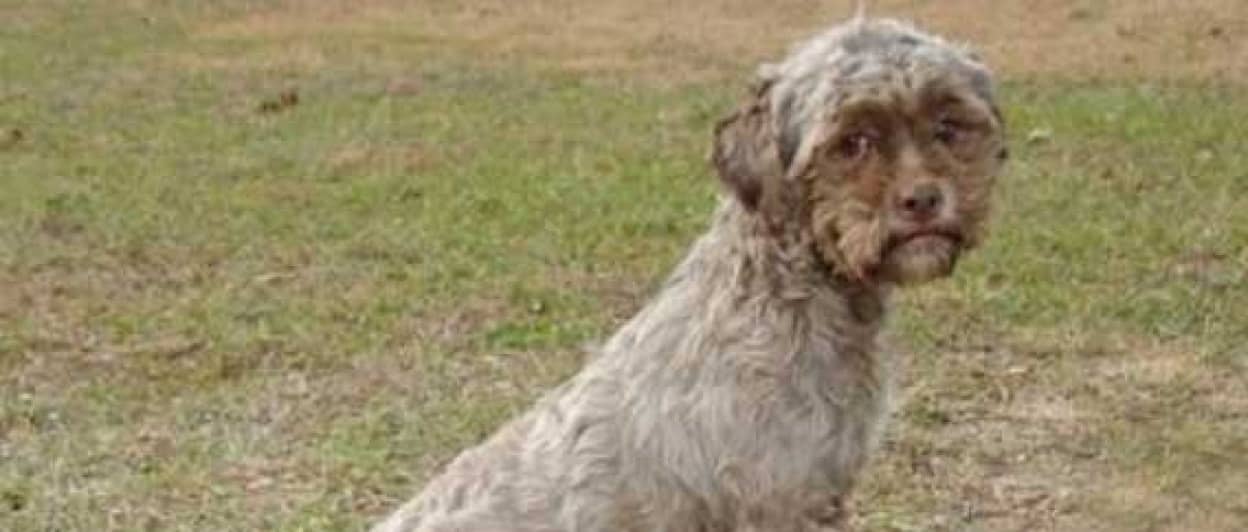 リアルな人間の顔を持つ犬 人面犬 トニック さん カラパイア リアルな人間の顔を持つ犬 人面犬 トニック さん カラパイア