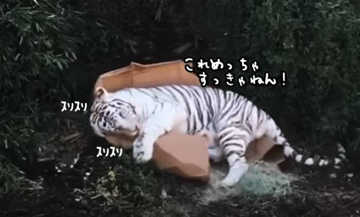 だってネコ科だもの ホワイトタイガー 破壊後のダンボールですらこの始末 カラパイア