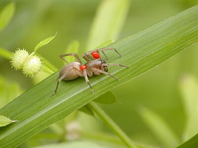 このクモの名前を教えてください カラパイア