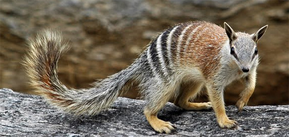 シマリスっぽくてもアリは食うぜ 一日2万匹のシロアリを召し上がる絶滅危惧種 フクロアリクイ カラパイア