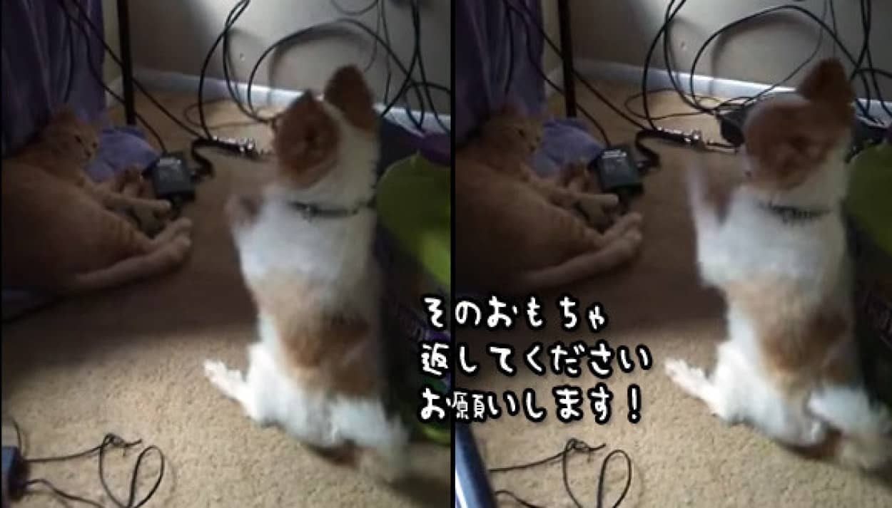祈りにも似た お気に入りのおもちゃを猫に支配された犬が返してほしくて拝み倒す カラパイア
