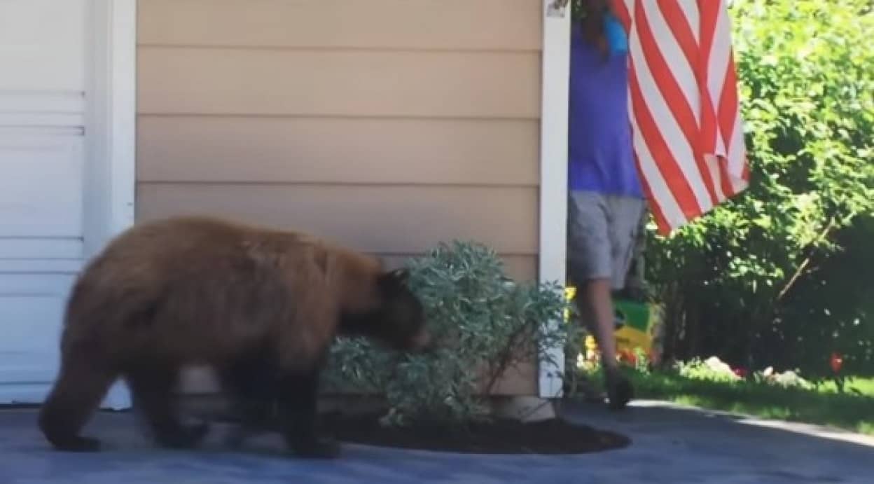 ガチでクマさんに出会ったらどうなるのか こうなった 住宅街編 カラパイア