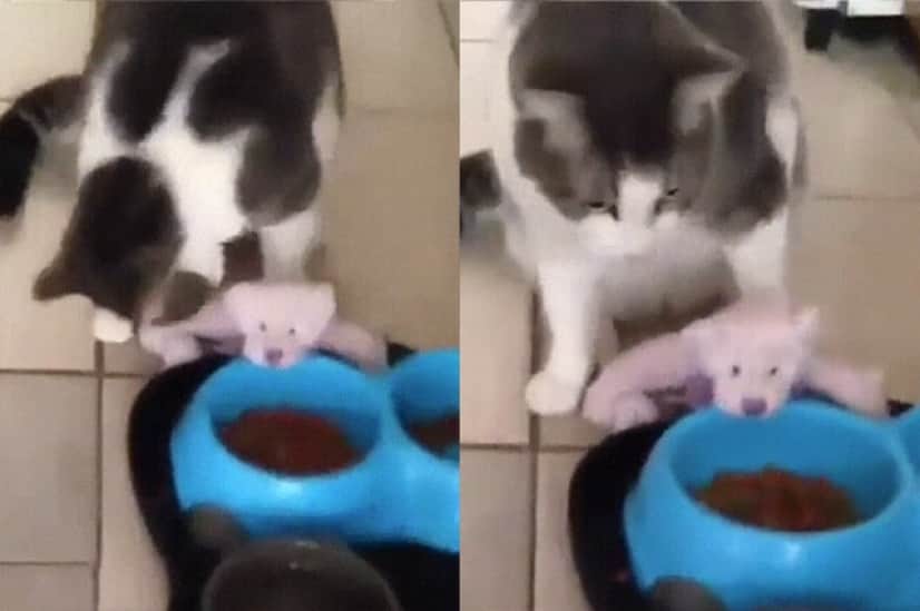 こんな動画だけ見ていたい 猫がクマのお友達を夕食に招待 カラパイア