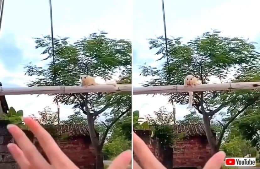 ペットのフクロモモンガ いっくよ と飼い主さんの手を目指して空を飛びまくる カラパイア ペットのフクロモモンガ いっくよ と飼い主さんの手を目指して空を飛びまくる カラパイア