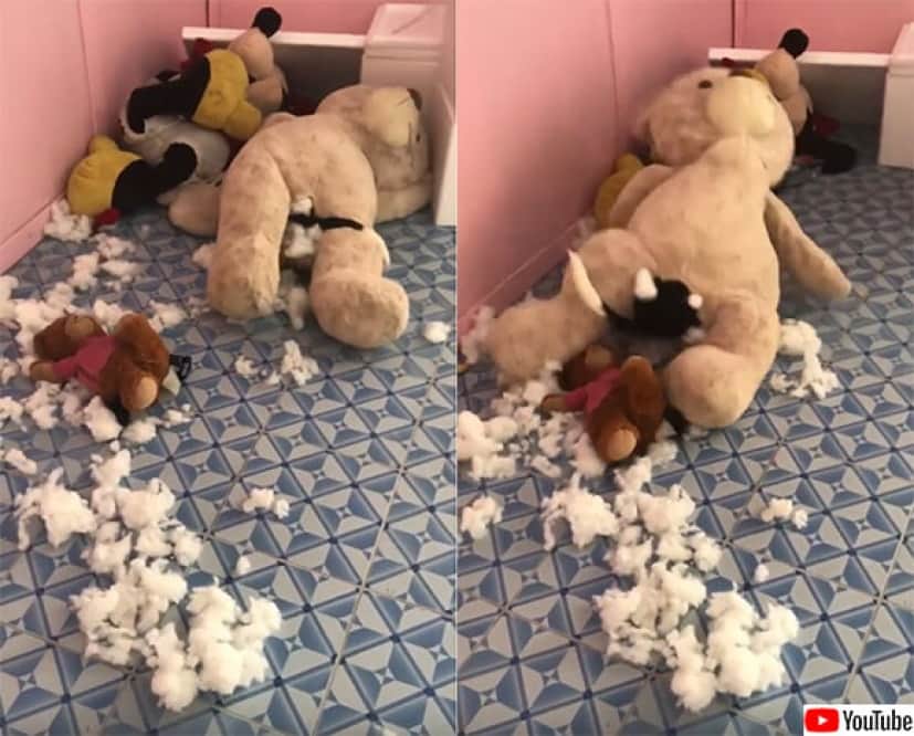 中綿をえぐり取られ もだえ苦しむテディベア その犯人は カラパイア