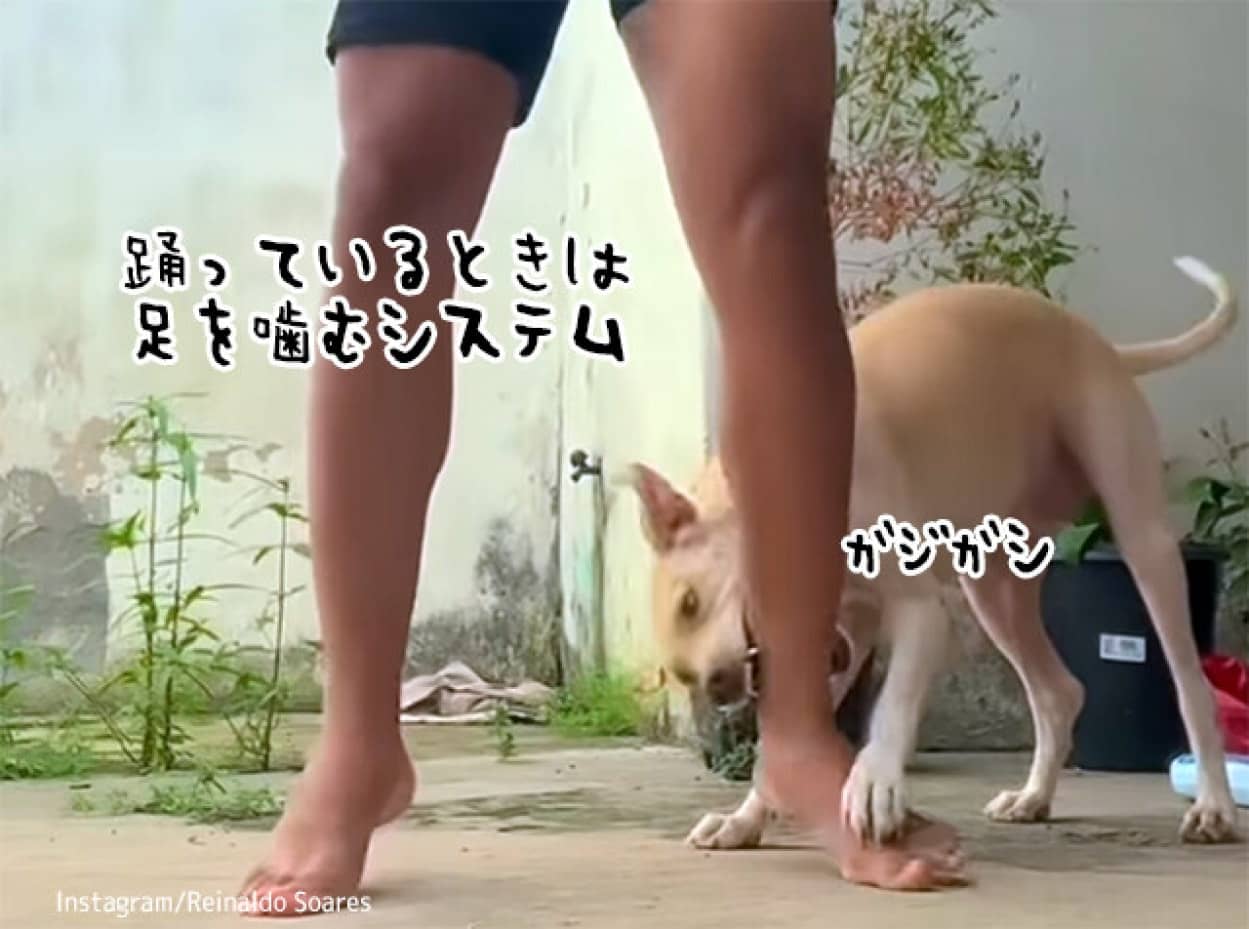 飼い主が踊っていると脚を噛む犬