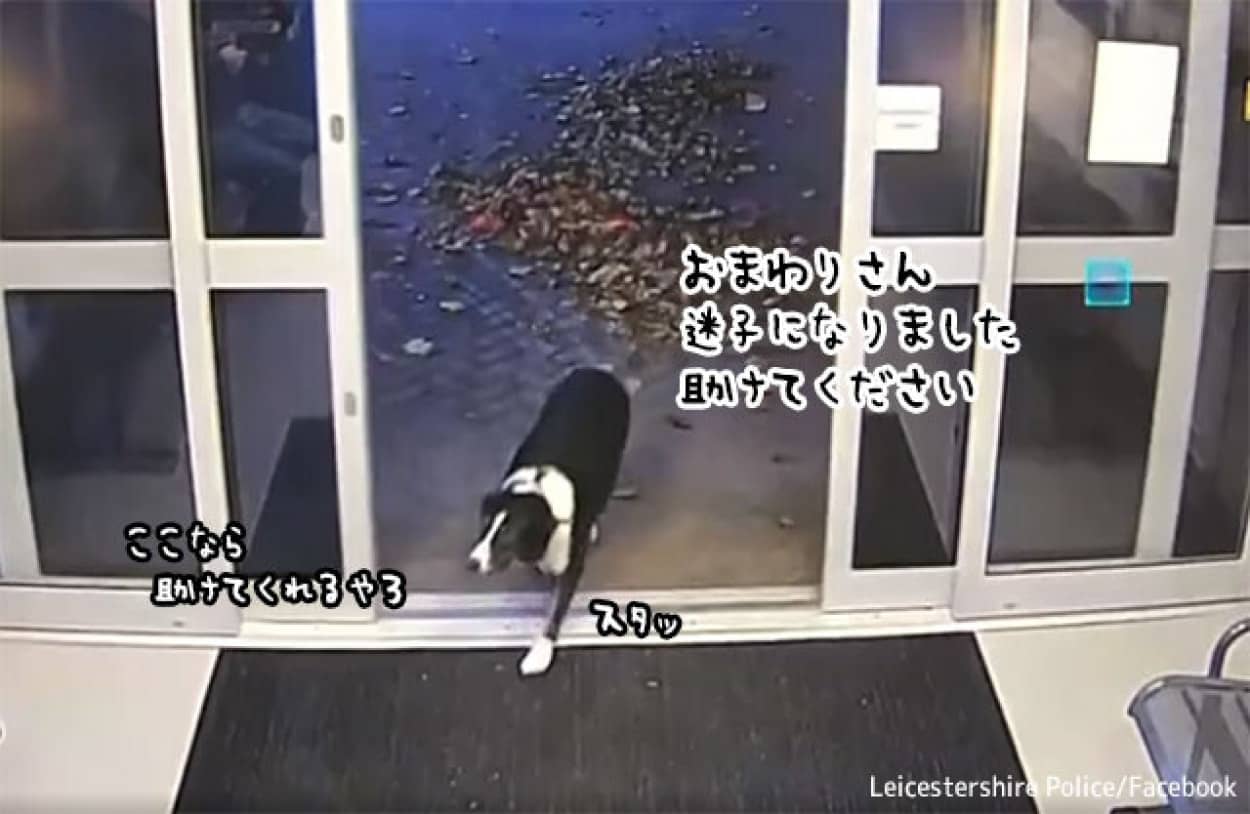 迷子になったボーダーコリー、警察に保護を求める