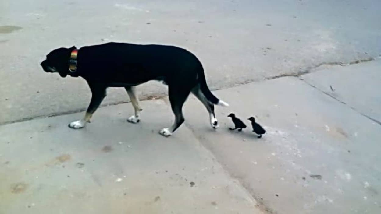 ねえ なんでついてくるの あとをついて回るアヒルのヒナたちに困惑する犬 カラパイア