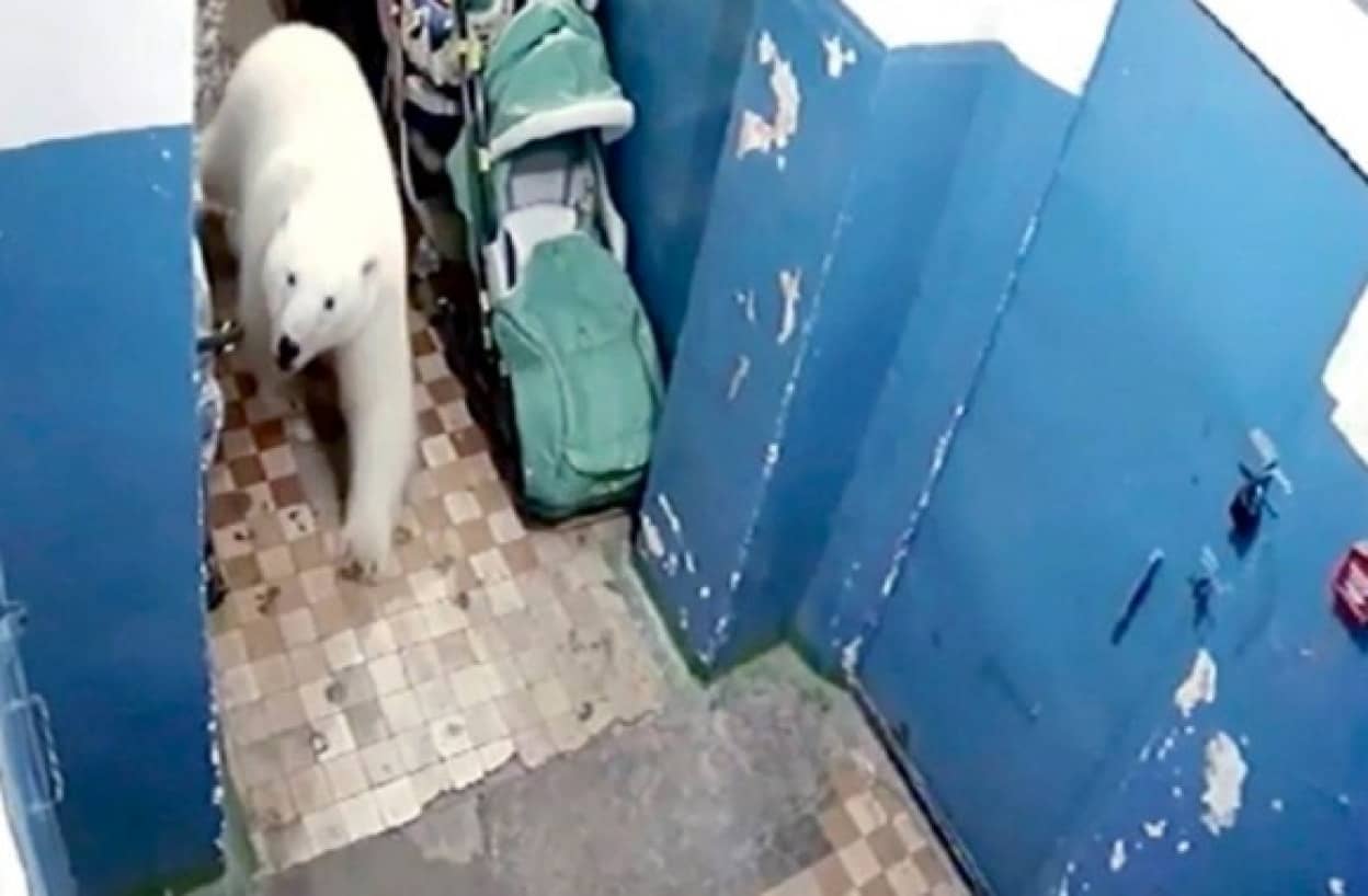ロシアのある町で50頭を超えるホッキョクグマが出没 非常事態宣言が発令される カラパイア ロシアのある町で50頭を超えるホッキョクグマが出没 非常事態宣言が発令される カラパイア