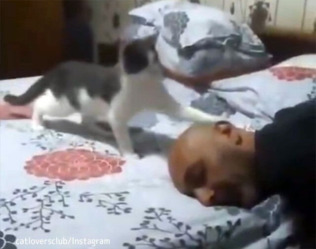 巨大なボール？隙あらばハゲ頭を叩きにくる猫