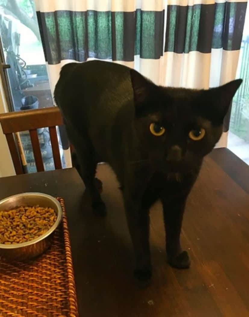cat2_e