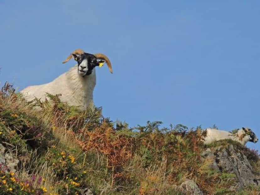 sheep