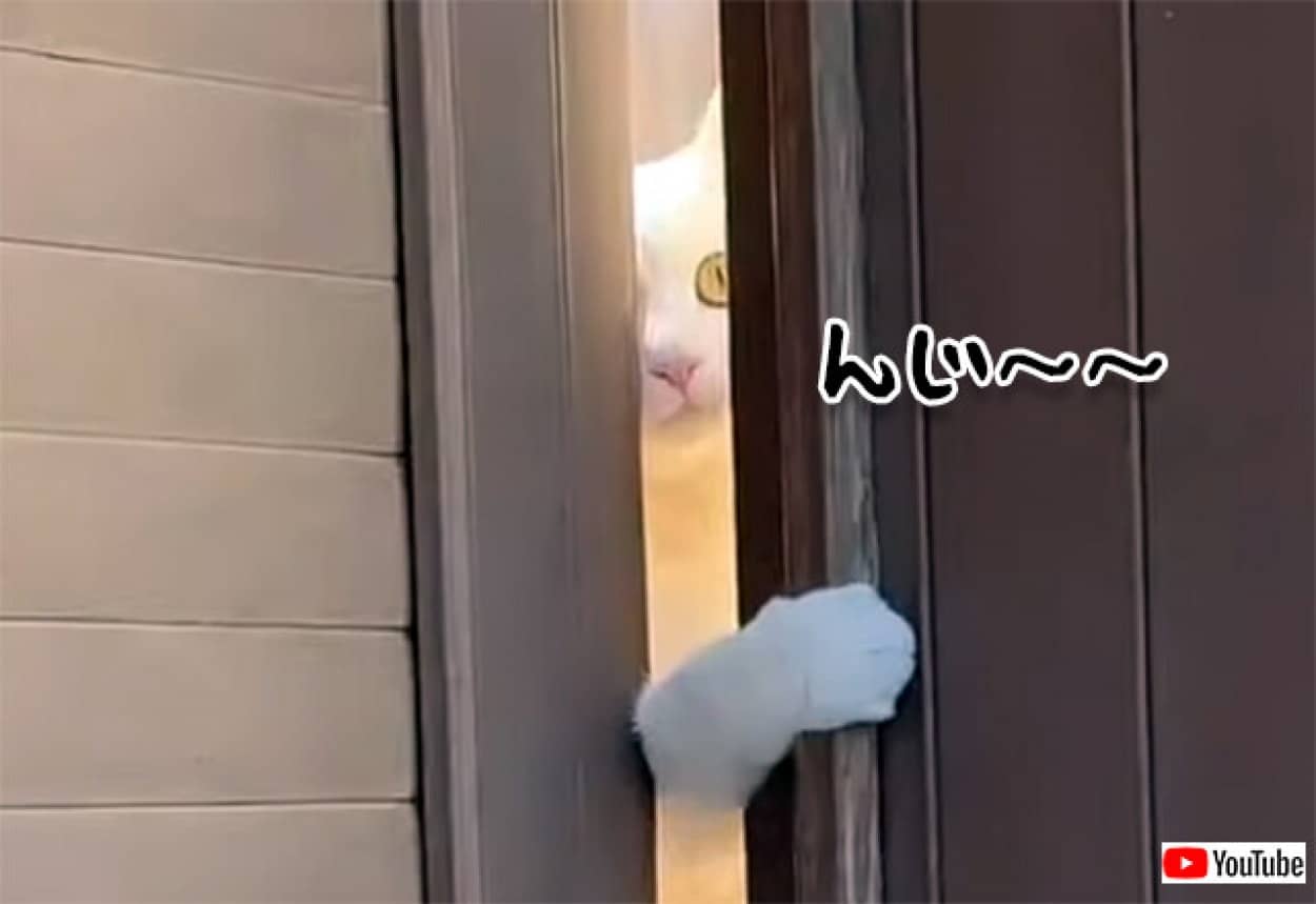 なに奴 猫がじっと見つめる視線の先には カラパイア