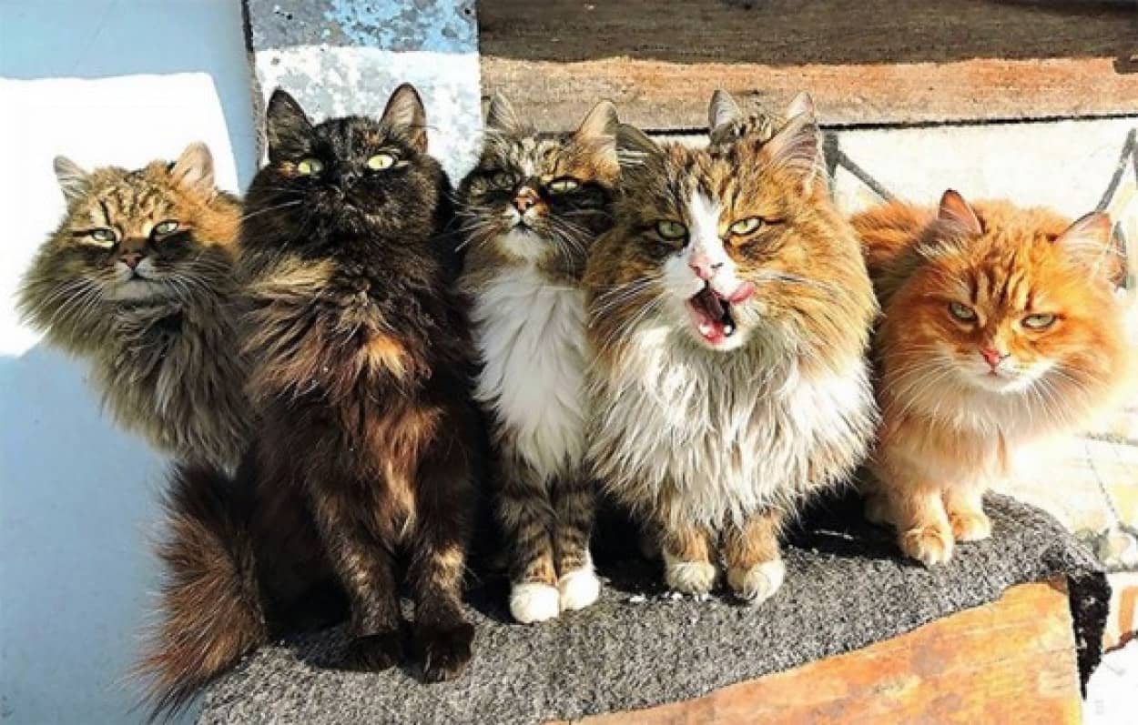 猫は群れると迫力が増す 圧倒的強さを感じさせる猫集団の写真 カラパイア