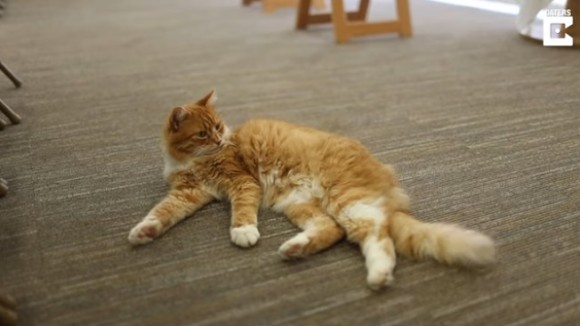 funeral cat3_e