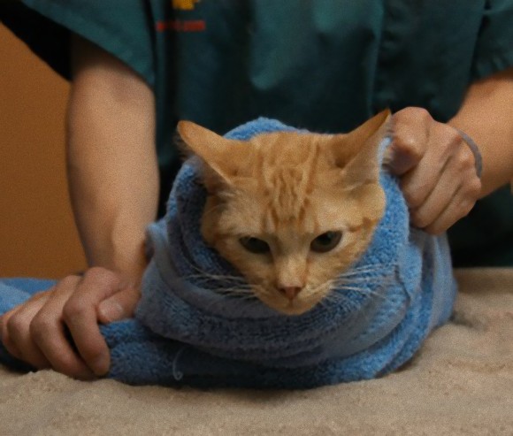 猫と和解せよ 猫をおとなしくさせる為のタオルで簀巻きにする方法 カラパイア