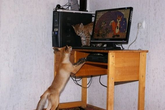pets_62
