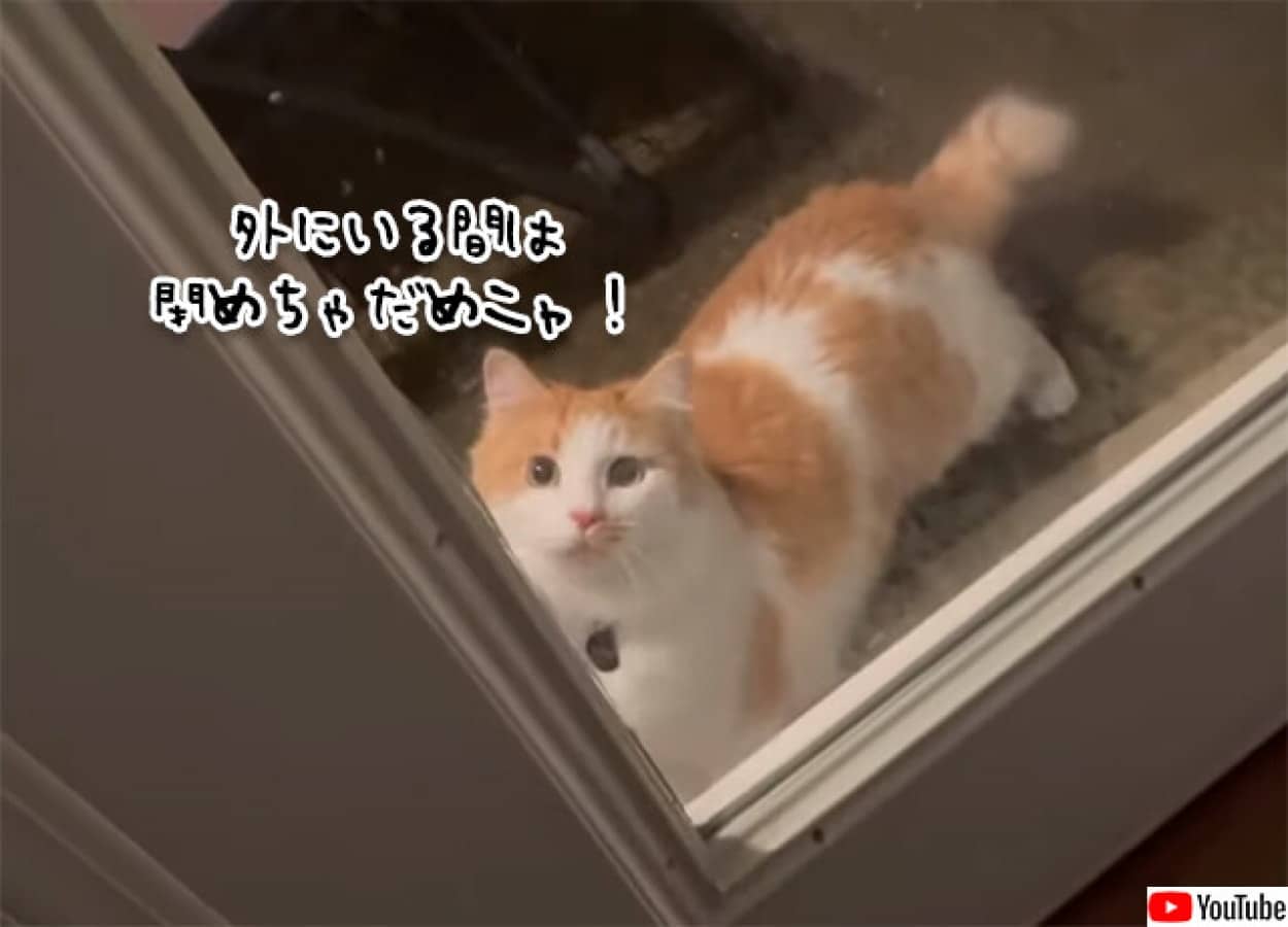 外に出ている間はドアを閉めることを許さない猫