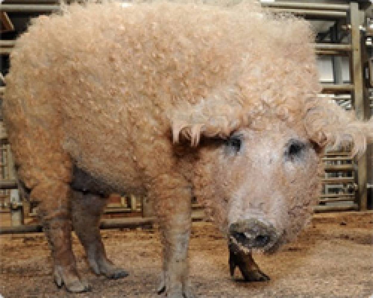 羊の皮をかぶった豚 ヒツジみたいなブタ Mangalitza カラパイア