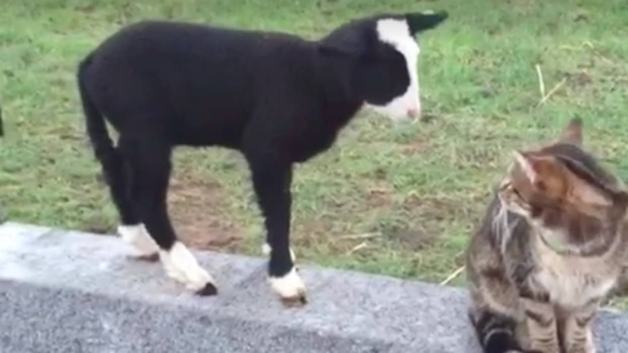 孤児となり犬にやさしくしてもらった子羊が完全に犬化 アイルランド カラパイア