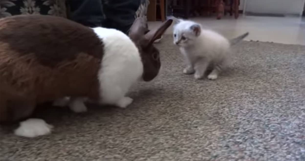 友だちになれるかな 子猫とウサギの微妙な距離感を観察するの会 カラパイア 友だちになれるかな 子猫とウサギの微妙な距離感を観察するの会 カラパイア