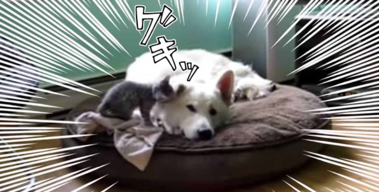 寝ちゃダメ あそぼ クッションで横たわる犬にちょこまか攻撃を加える子猫 カラパイア