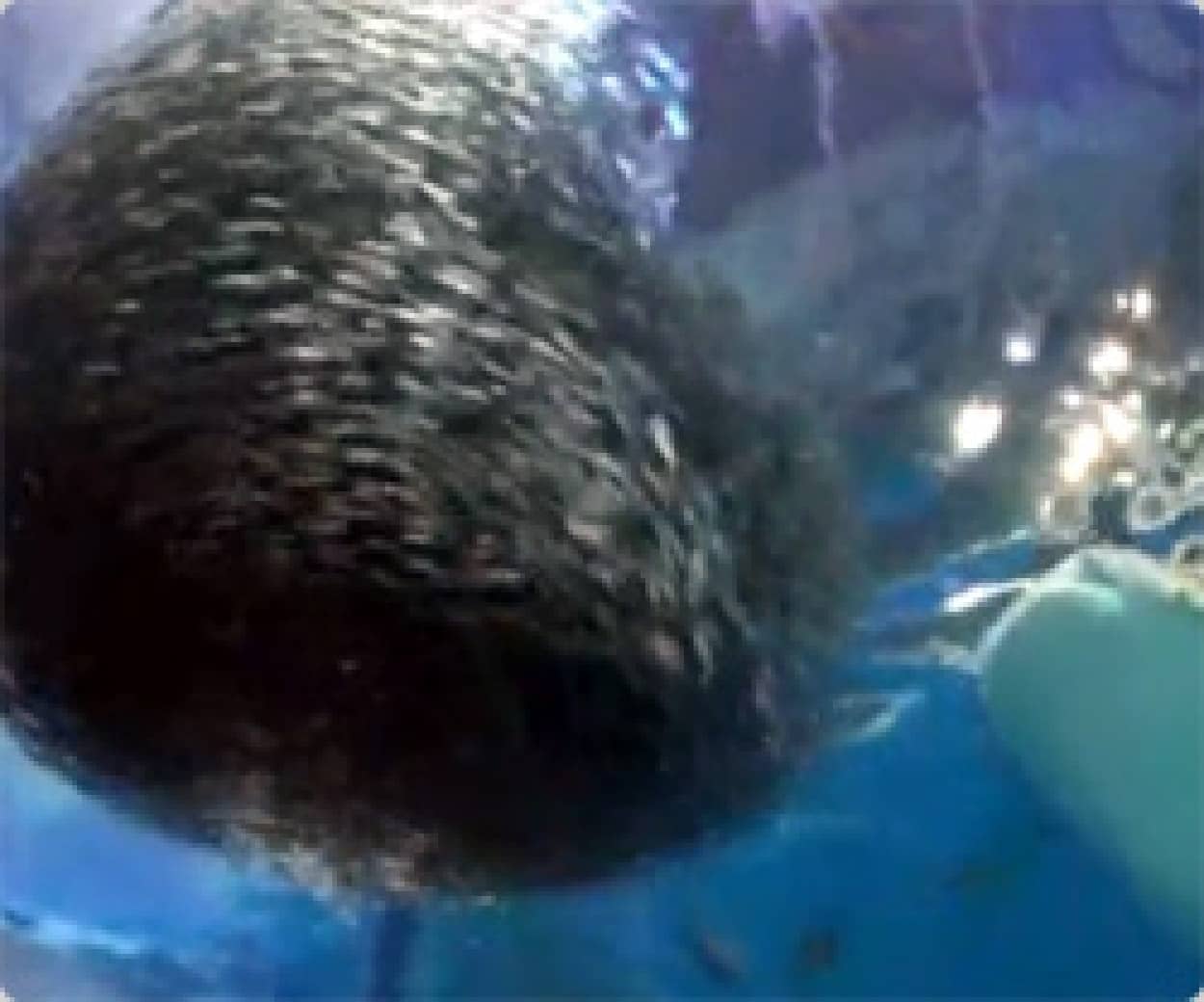 イワシ3万匹をサメやカツオのいる大水槽に入れてみた 鹿児島の水族館 カラパイア イワシ3万匹をサメやカツオのいる大水槽に入れてみた 鹿児島の水族館 カラパイア