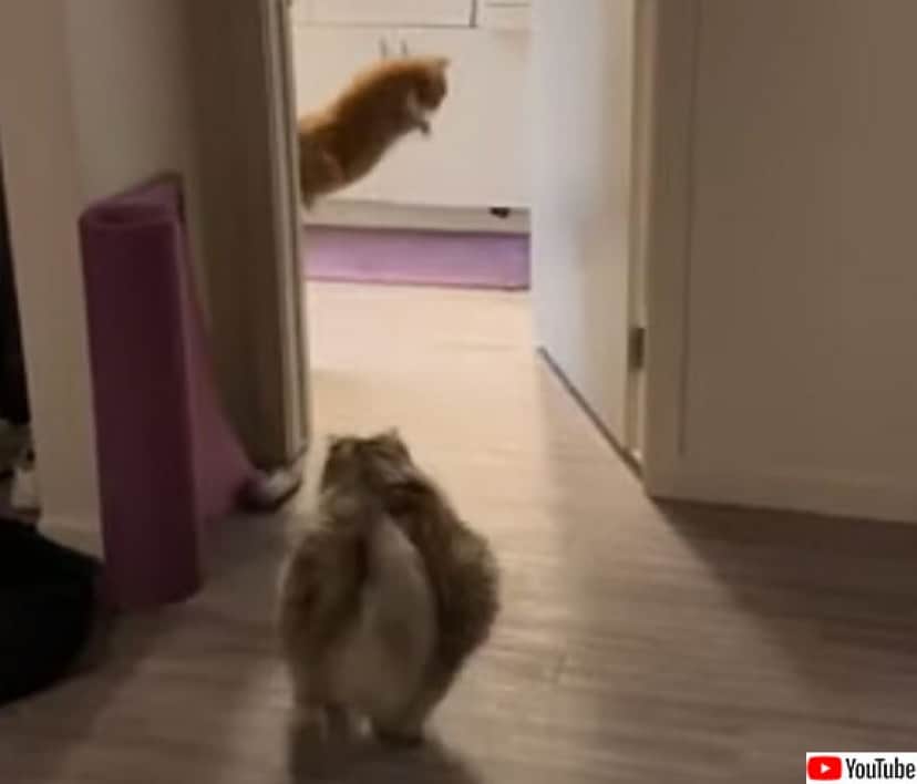 靴下を敵認定した猫 果敢に攻めるも戦略的撤退 カラパイア