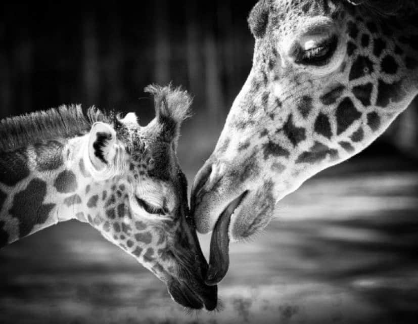 cuteanimals14_e