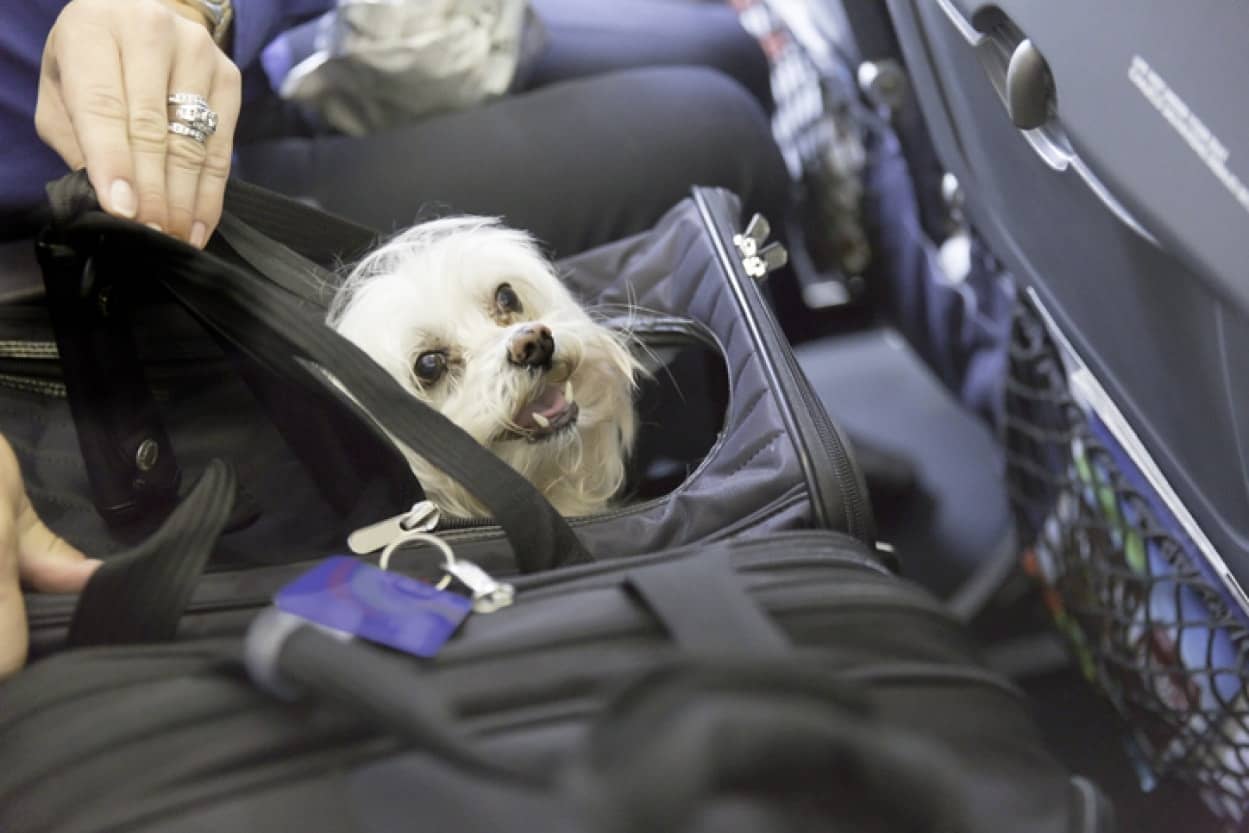 犬をキャリーに入れるよう客室乗務員から指示された女性乗客がブチ切れ ペットボトルを投げつける カラパイア