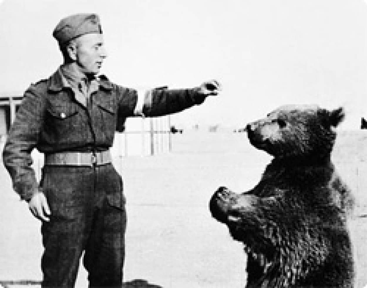 動画 第二次世界大戦中ポーランド軍で兵士として共に戦った兵隊グマ ヴォイテク カラパイア 動画 第二次世界大戦中ポーランド軍で兵士として共に戦った兵隊グマ ヴォイテク カラパイア
