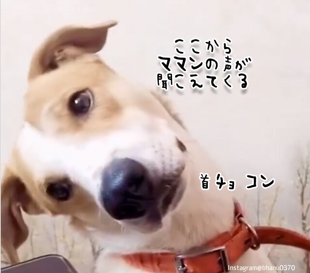 スマホからママンの声が聞こえるたびに首を傾けるかわいい犬