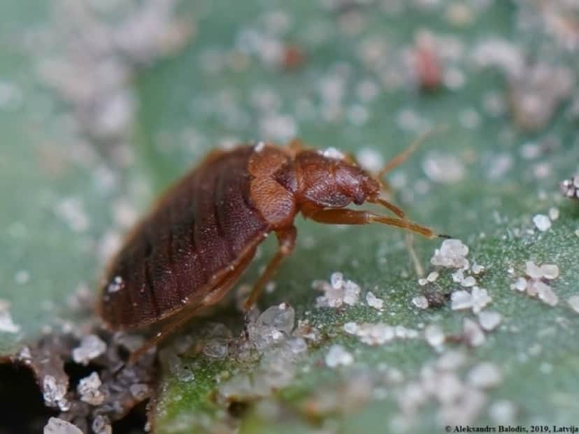 Cimex_lectularius_02_e