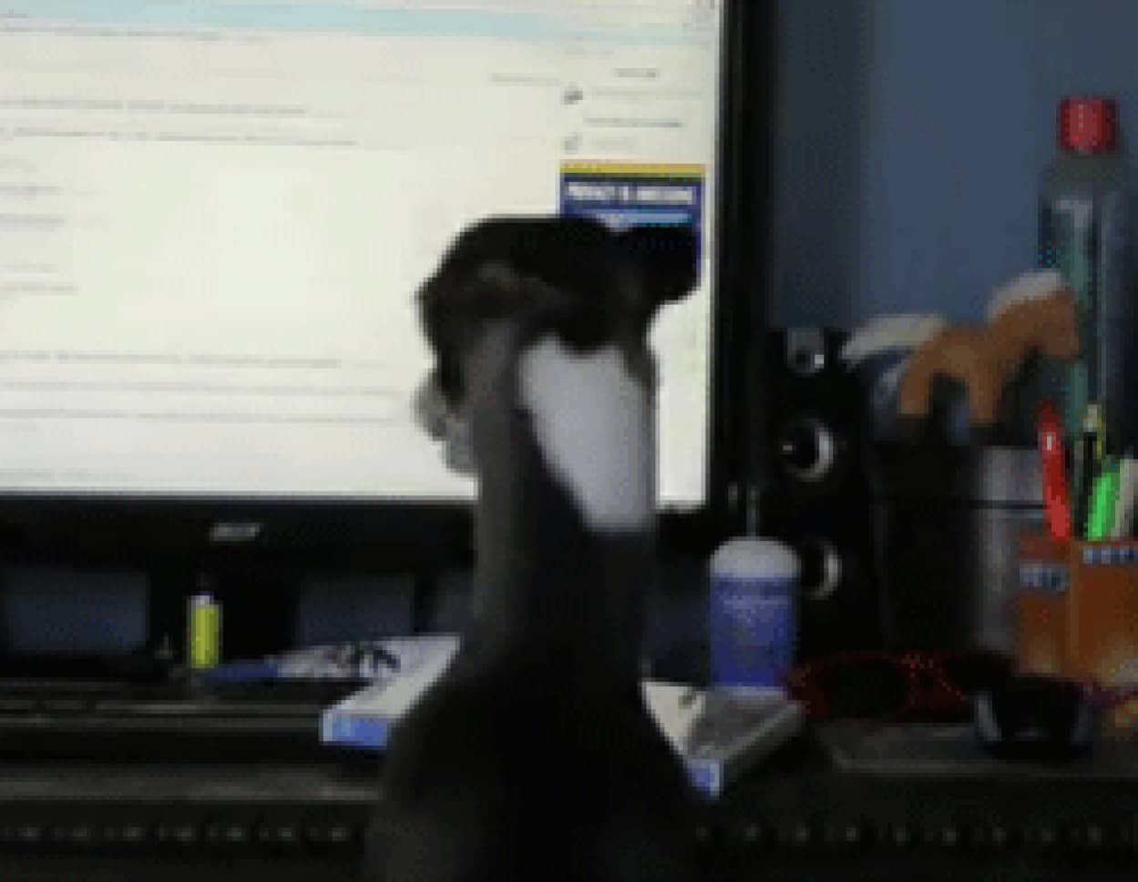 やらかしグレイハウンド