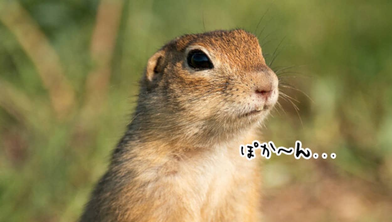 リスがタンポポを食べているとまさかのハプニング