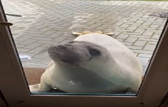 ち～っす！人馴れしたゾウアザラシが民家に出没。芝生でまったり昼寝も（アメリカ）