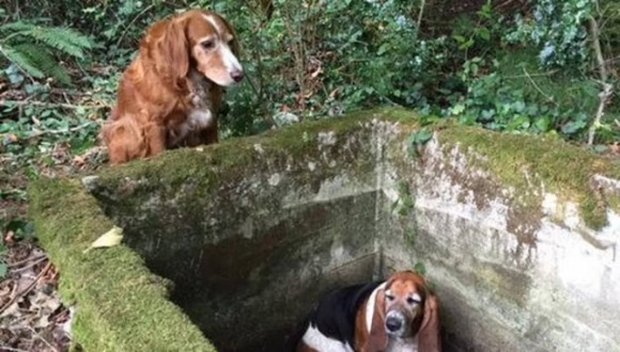 犬は仲間を見捨てない 貯水槽に落ちて出られなくなった友達に寄り添って1週間も助けを待ち続けた犬 米 カラパイア