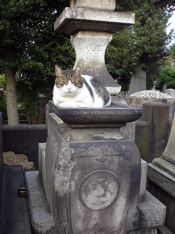 キャットinセメタリー 世界の墓場に住む猫たち 動画あり カラパイア