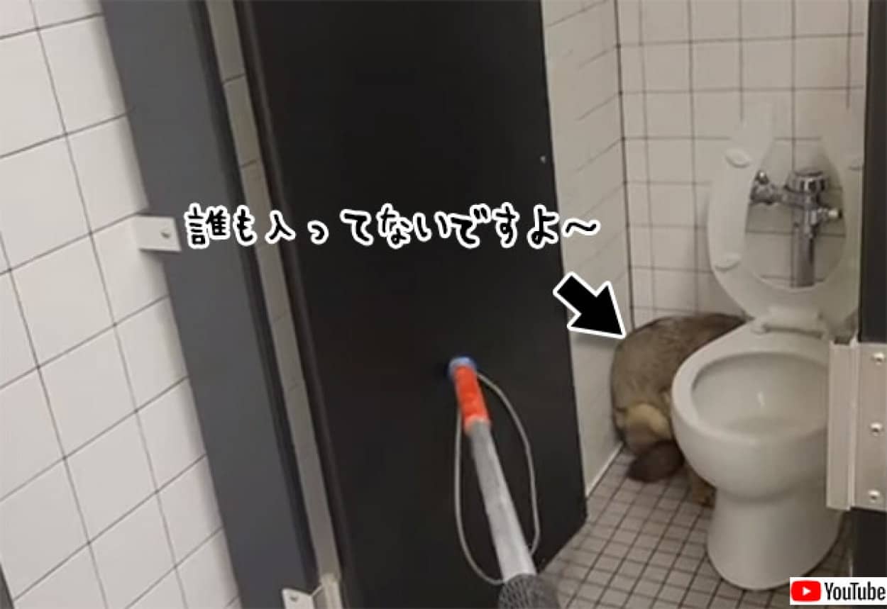 学校のトイレに隠れるコヨーテ