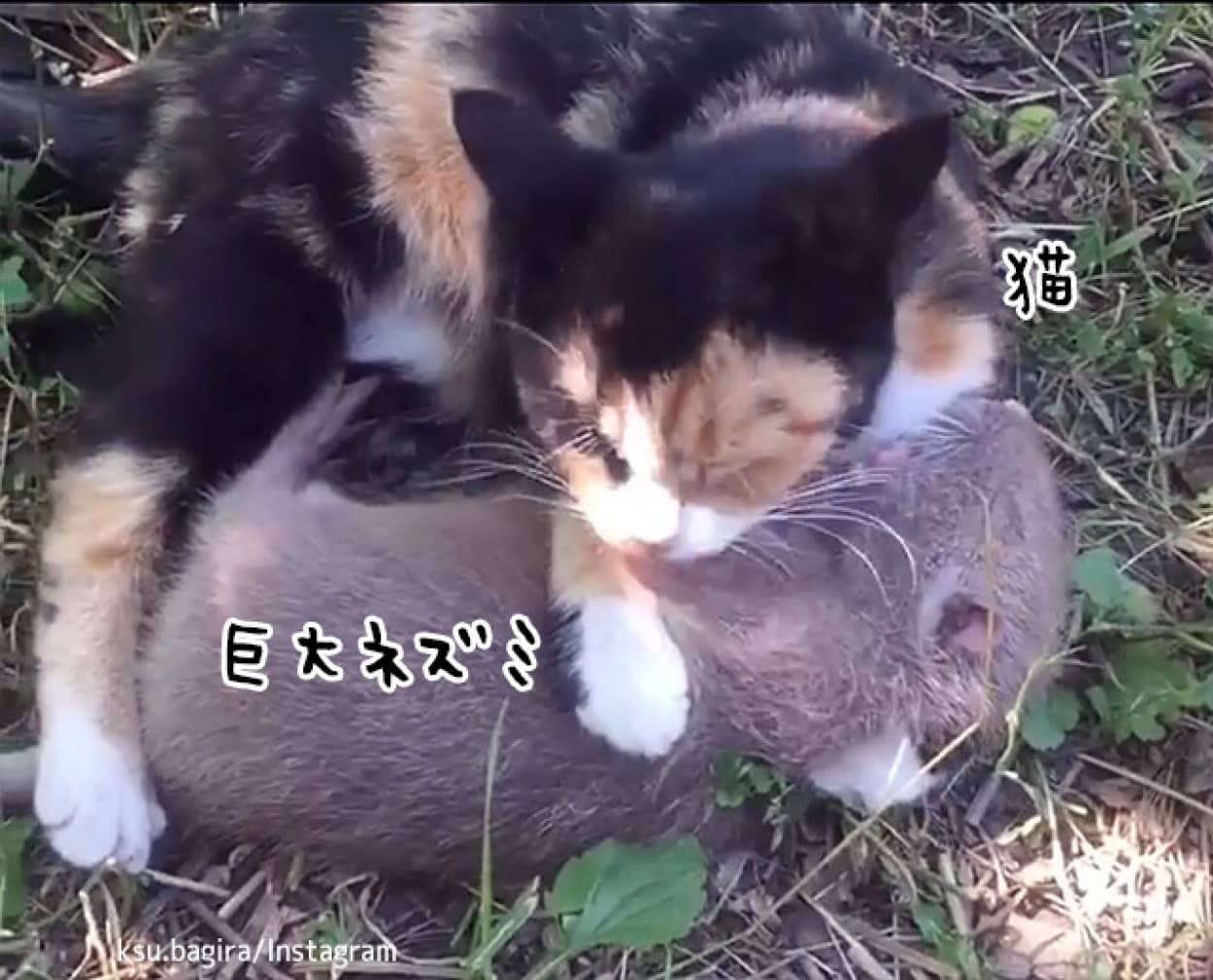 猫と巨大ネズミ