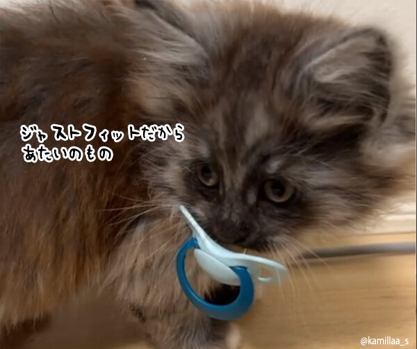 おしゃぶりを探していたら子猫が愛用していた件