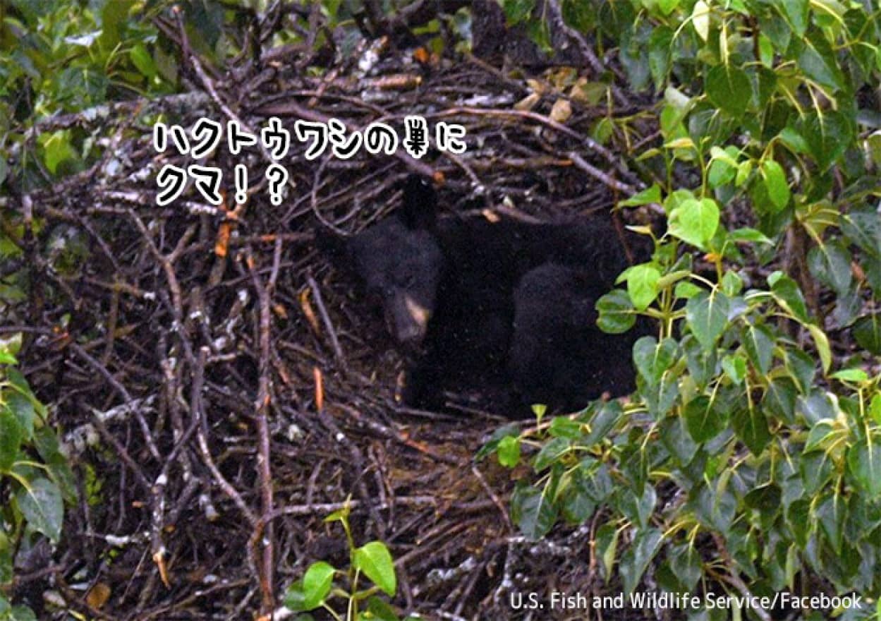 びっくり！ハクトウワシの巣で昼寝をするクマ