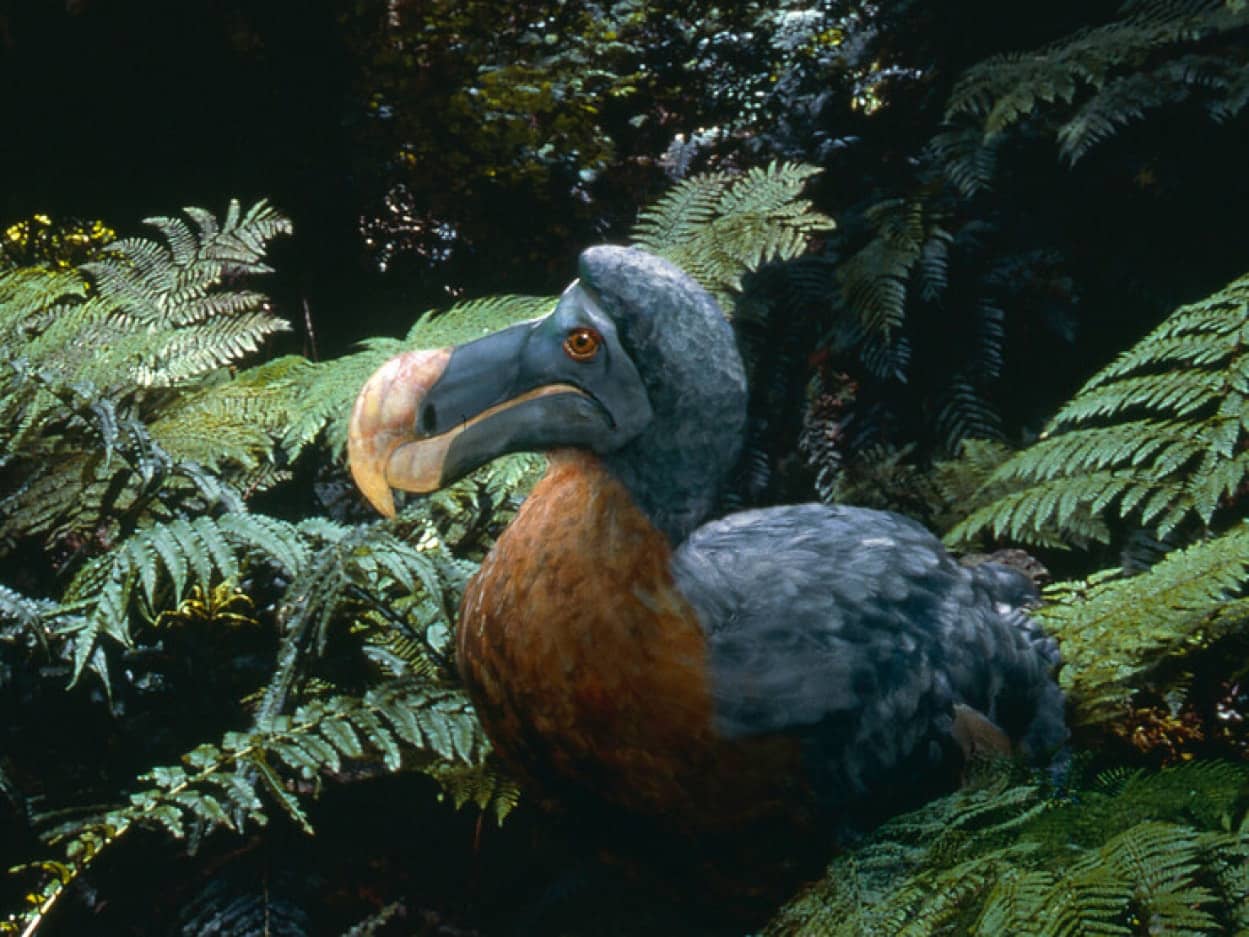 絶滅した鳥、ドードーの復活プロジェクト