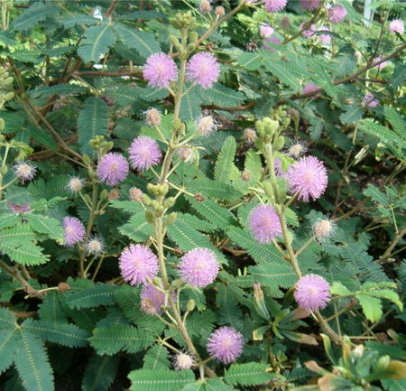 そろそろ最強の植物を決めようぜ 奇怪痛快な１０の植物 カラパイア