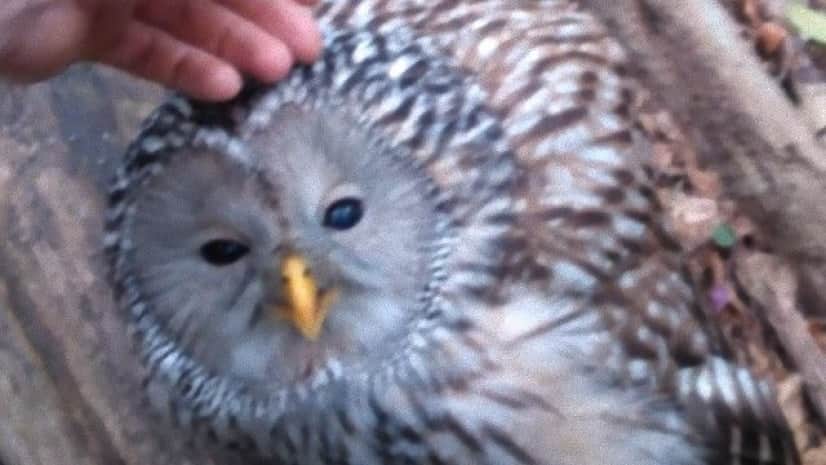 スロベニアの森で出会ったモフられ好きなフクロウ 人間の助けを得て再び飛ぶ カラパイア