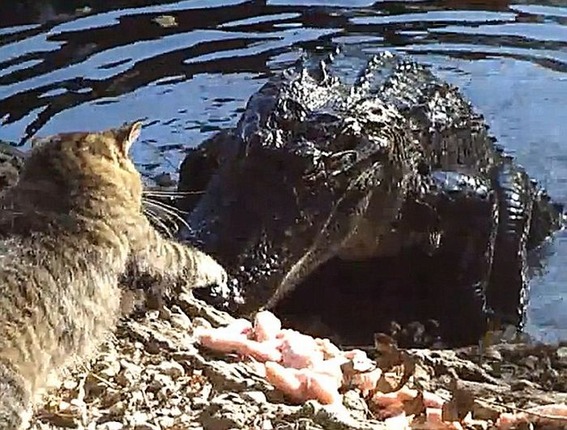 cat_vs_alligator_03