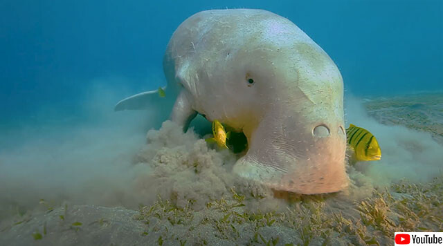 ずっと見てられるやつ。水中の大型草食獣「ジュゴン」のお食事シーン