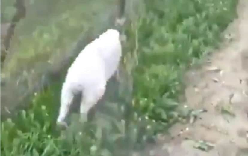 溝にハマった羊 せっかく助けてもらったのに 逃げた拍子にまた同じ溝にジャンプイン カラパイア 溝にハマった羊 せっかく助けてもらったのに 逃げた拍子にまた同じ溝にジャンプイン カラパイア
