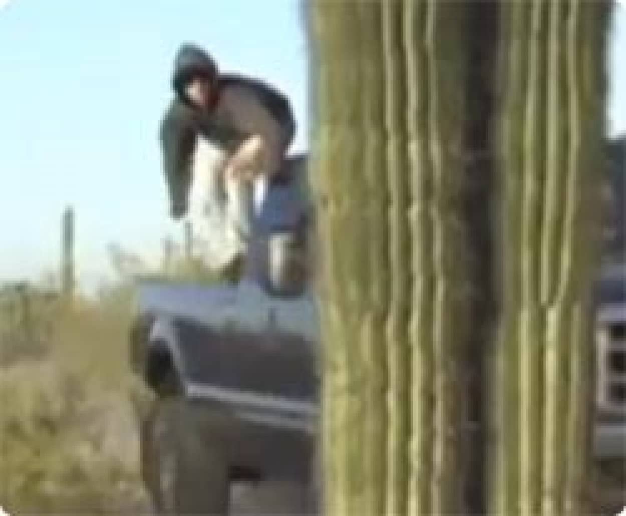 巨大なサボテンにダイブしたらどうなるかやってみた こうなった カラパイア