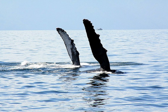 synchronized swimming animals 10